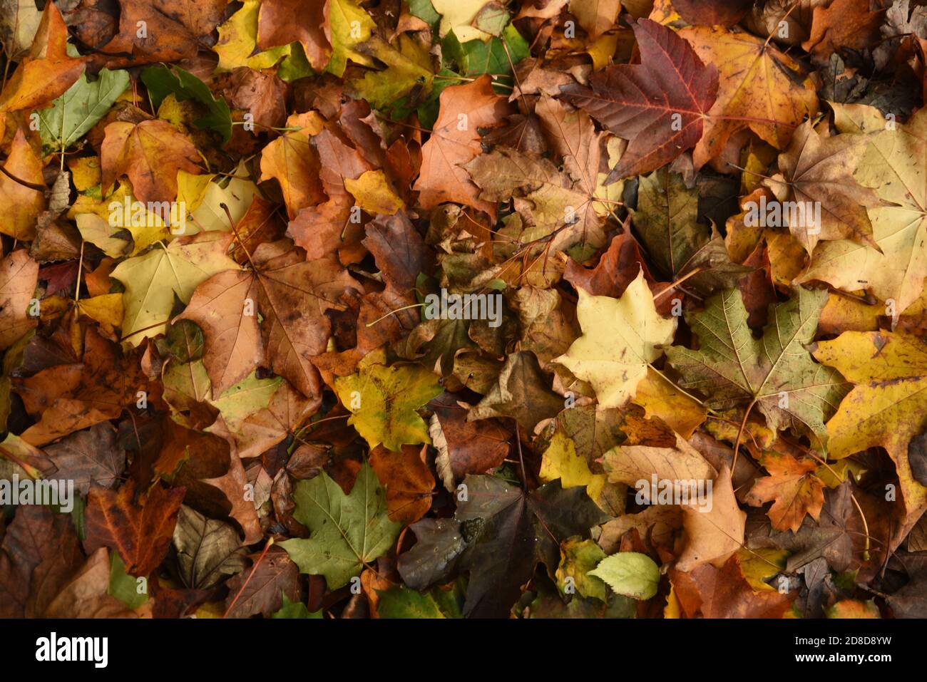 Otoño hojas en el suelo Foto de stock