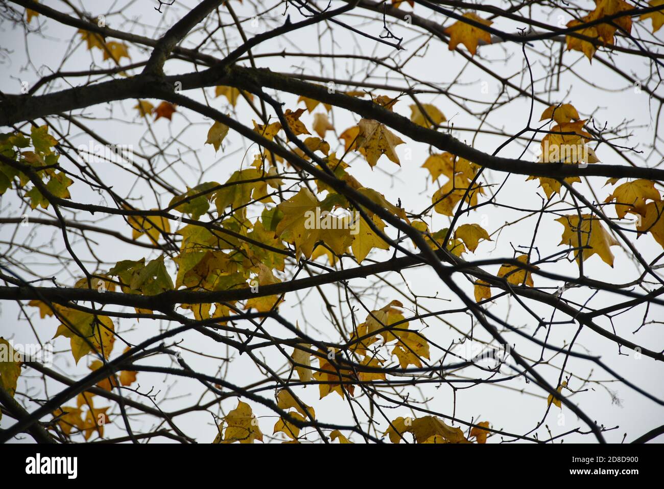 las últimas hojas en un árbol de otoño Foto de stock