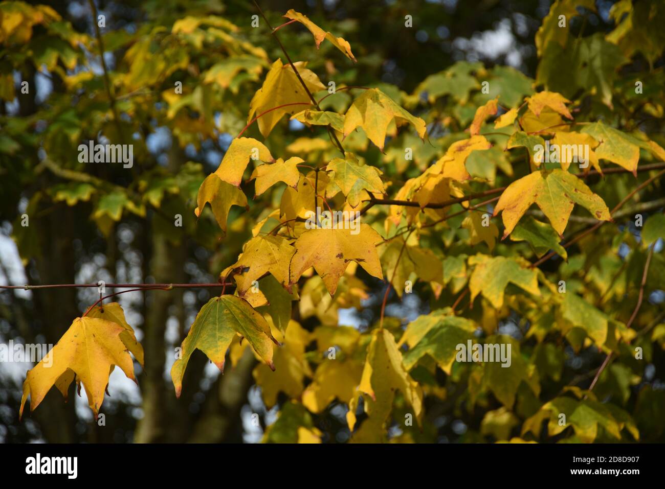 Otoño hojas amarillas Foto de stock