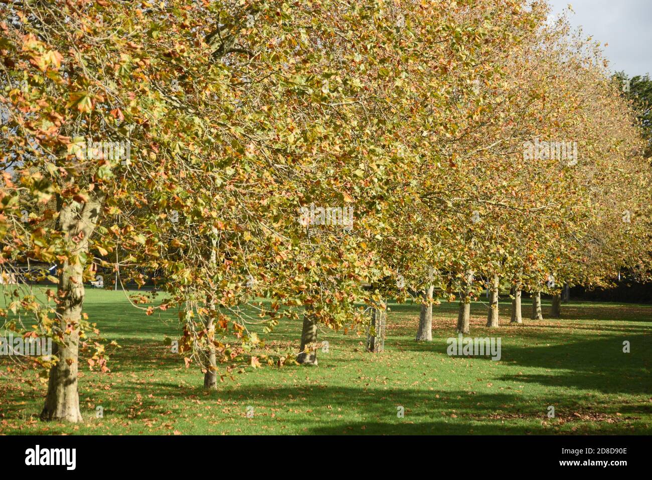 fila de árboles de otoño en un parque Foto de stock