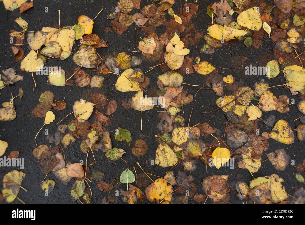 Hojas de otoño en el pavimento Foto de stock