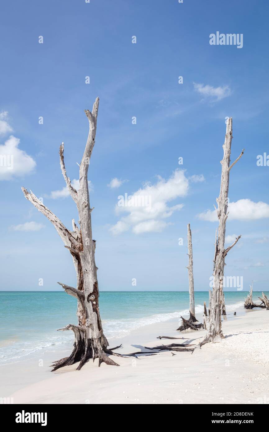 Árboles viejos en la playa en el borde del agua en Lovers Key State Park, Estero, Florida, Estados Unidos Foto de stock