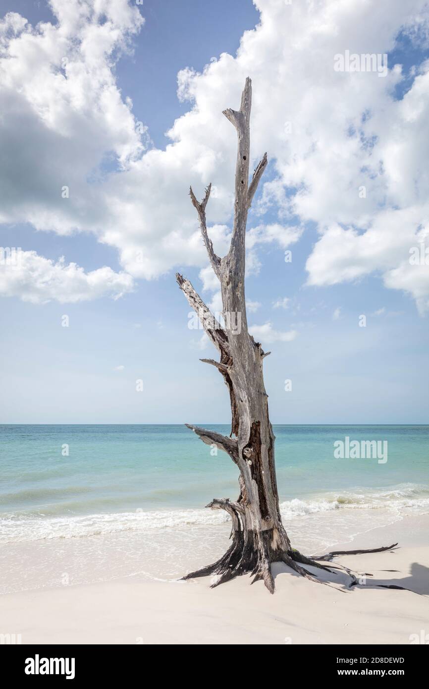 Árbol viejo en la playa en el borde del agua en Lovers Key State Park, Estero, Florida, Estados Unidos Foto de stock