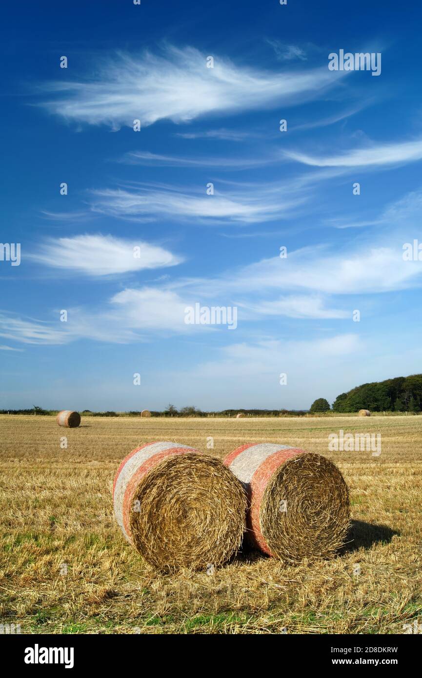 Reino Unido, South Yorkshire, Barnsley, Drum hay Bales in Field cerca de Silkstone Common Foto de stock