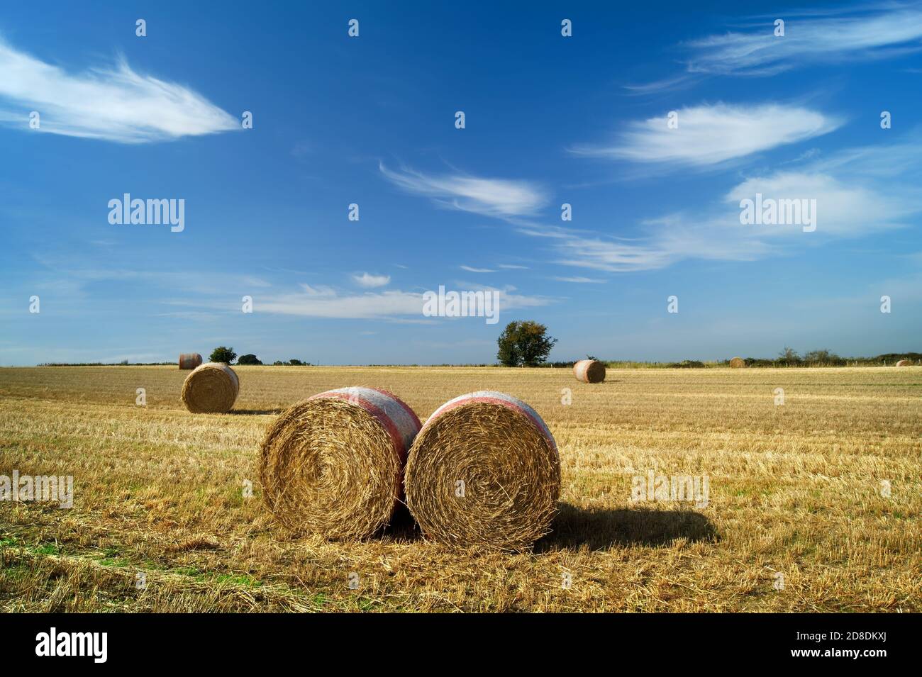 Reino Unido, South Yorkshire, Barnsley, Drum hay Bales in Field cerca de Silkstone Common Foto de stock