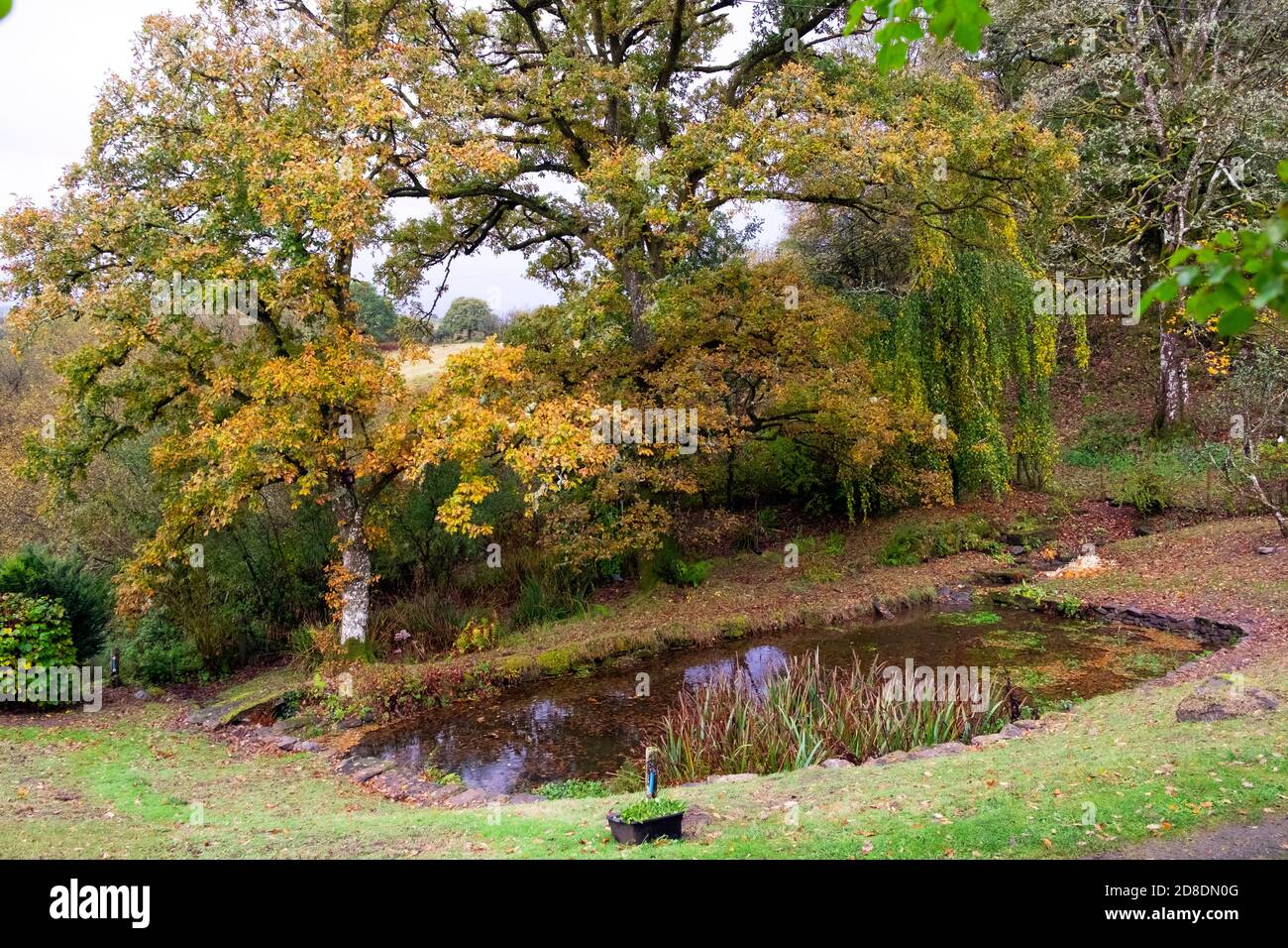 Hermosa vista de las coloridas hojas de otoño en los robles Octubre en el borde de un estanque del jardín del país en Rural Carmarthenshire Gales Reino Unido KATHY DEWITT Foto de stock