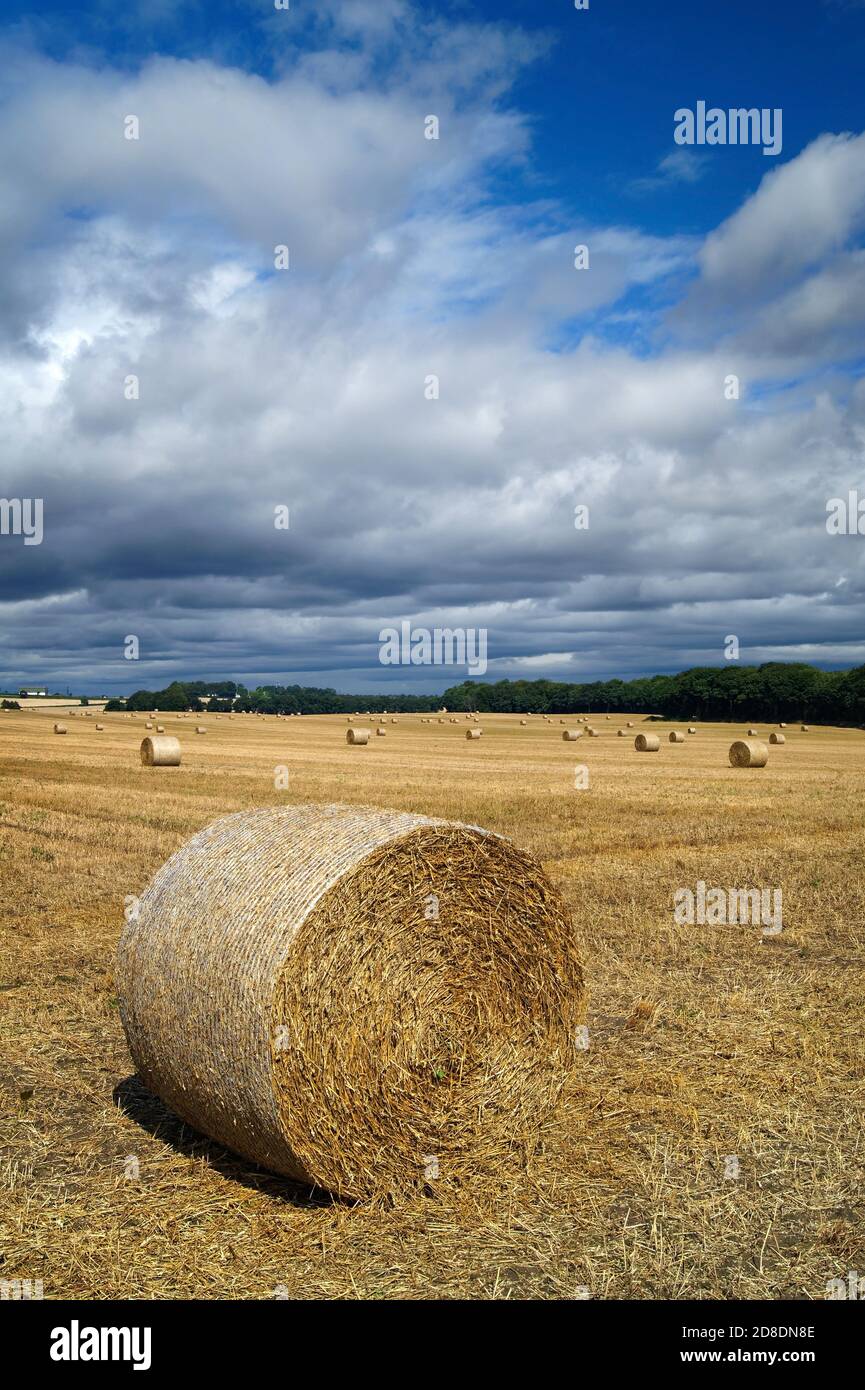 Reino Unido, South Yorkshire, Doncaster, Drum Hay Bales en Field cerca de Clayton Foto de stock