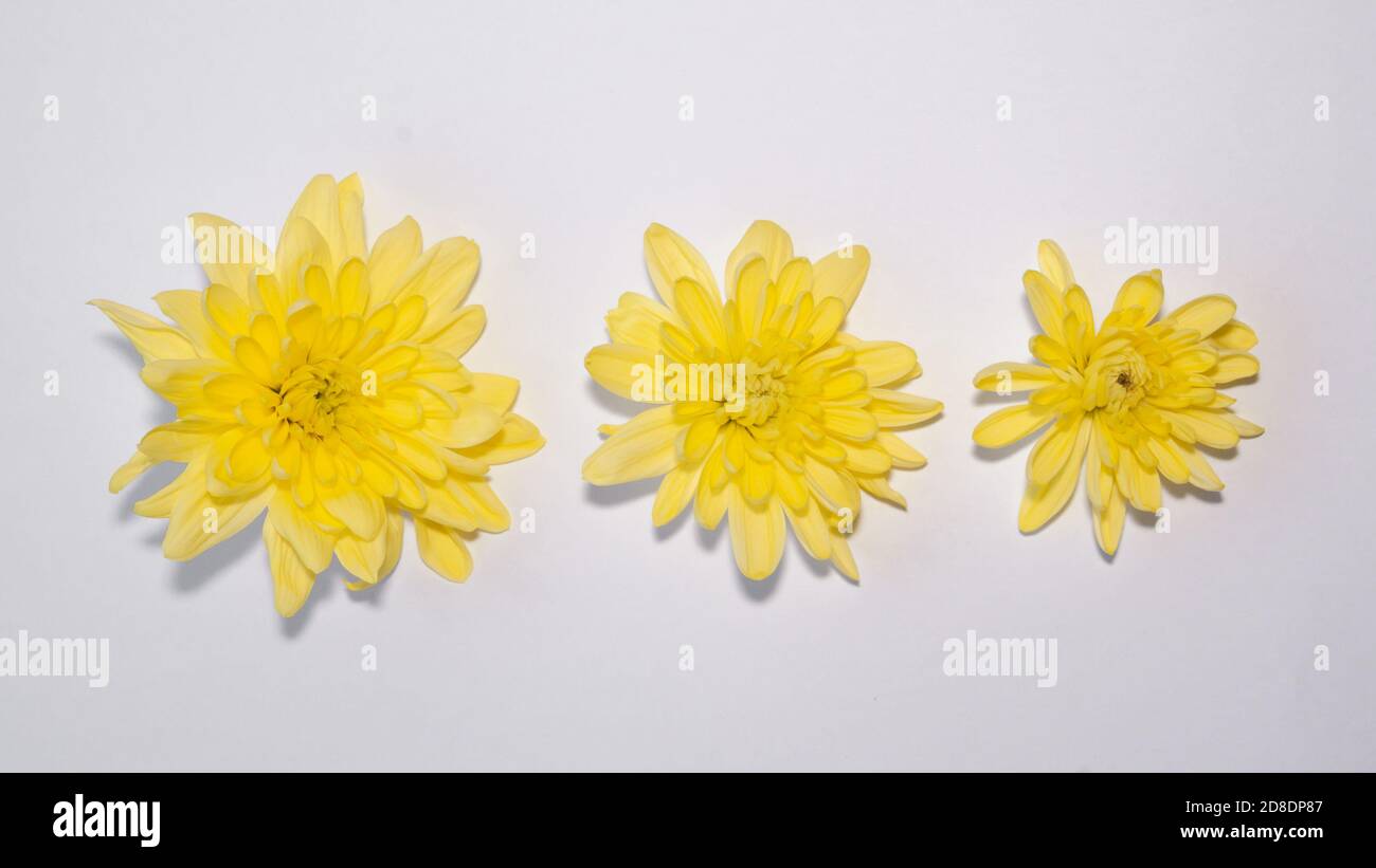 tres flores de gerbera amarillo brillante de diferentes tamaños, desde  grandes a pequeñas aisladas sobre blanco. minimalistas delicado diseño en  blanco formato de banner horizontal Fotografía de stock - Alamy