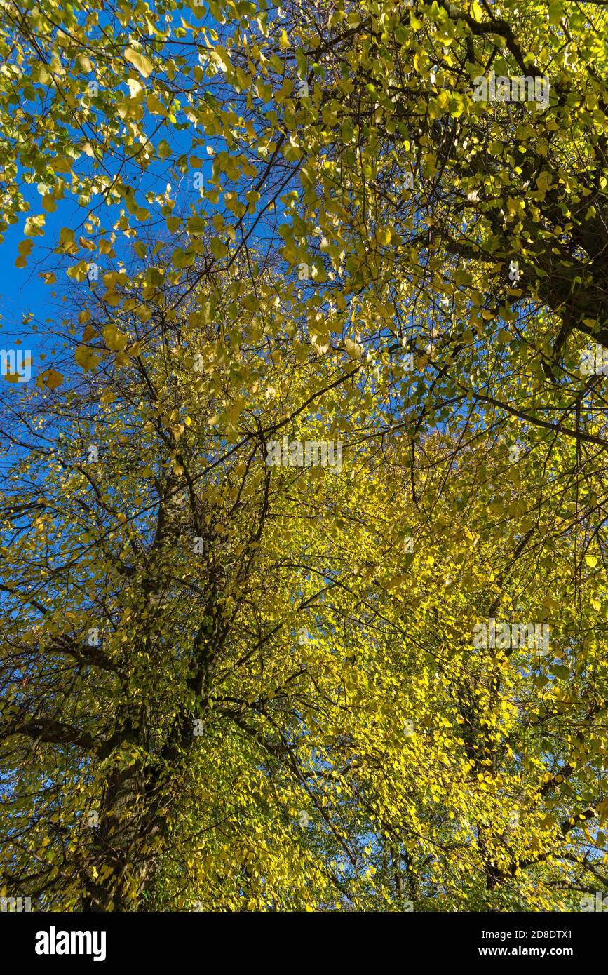 Coloridas hojas amarillas en un árbol contra un azul profundo cielo en otoño Foto de stock
