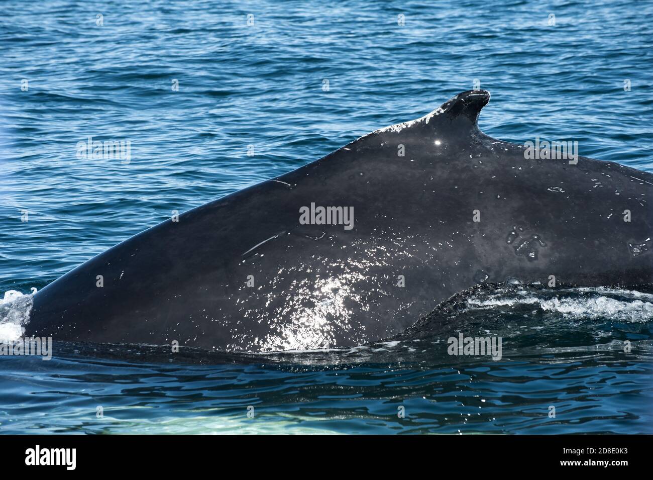 Mighty La ballena jorobada (Megaptera novaeangliae) visto desde el barco cerca de Husavik, Islandia Foto de stock
