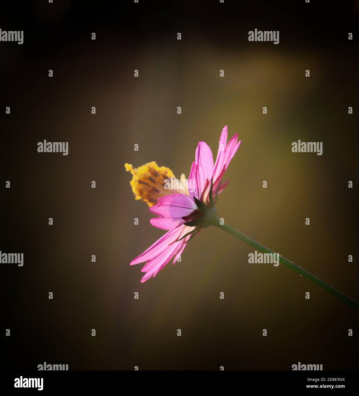 hermosa flor rosa, fondo de pantalla flor hd, flor salvaje, fondo de pantalla naturaleza hd Foto de stock
