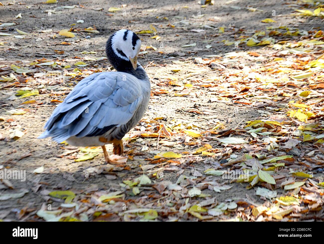 blanco de pato salvaje con plumas negras, limpiar plumas enfoque borroso  Fotografía de stock - Alamy