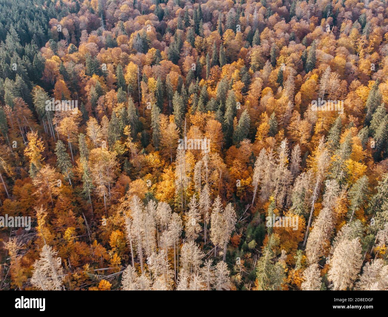 Vista del paisaje del bosque de otoño desde arriba. Colorido fondo de la naturaleza. Otoño bosque aéreo drone view.idílicos paisajes de otoño desde una vista de pájaro.trees Foto de stock