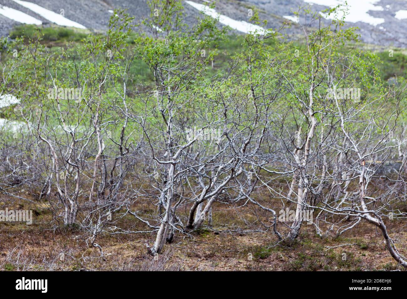 Arbustos de abedules enanos o Betula nana están en tundra, la península de Kola, macizo de Khibiny, Rusia. Temporada de primavera Foto de stock