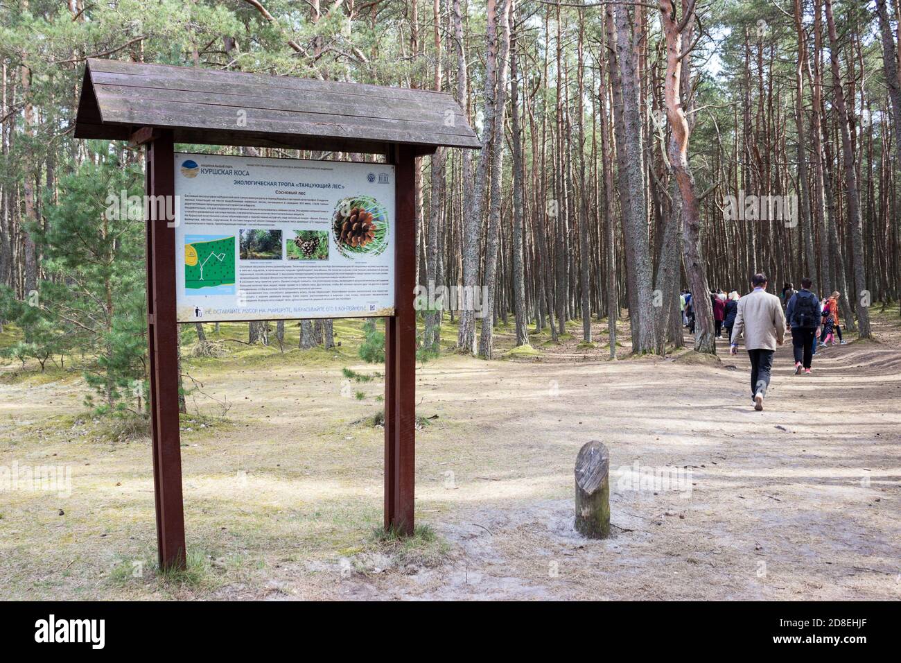 Kaliningrado, Rusia-circa Abr, 2018: Mostrador de información es para los turistas que visitan la ruta de senderismo. El Kurshskaya Kosa o el Espada Curoniano, el Kalinin Foto de stock