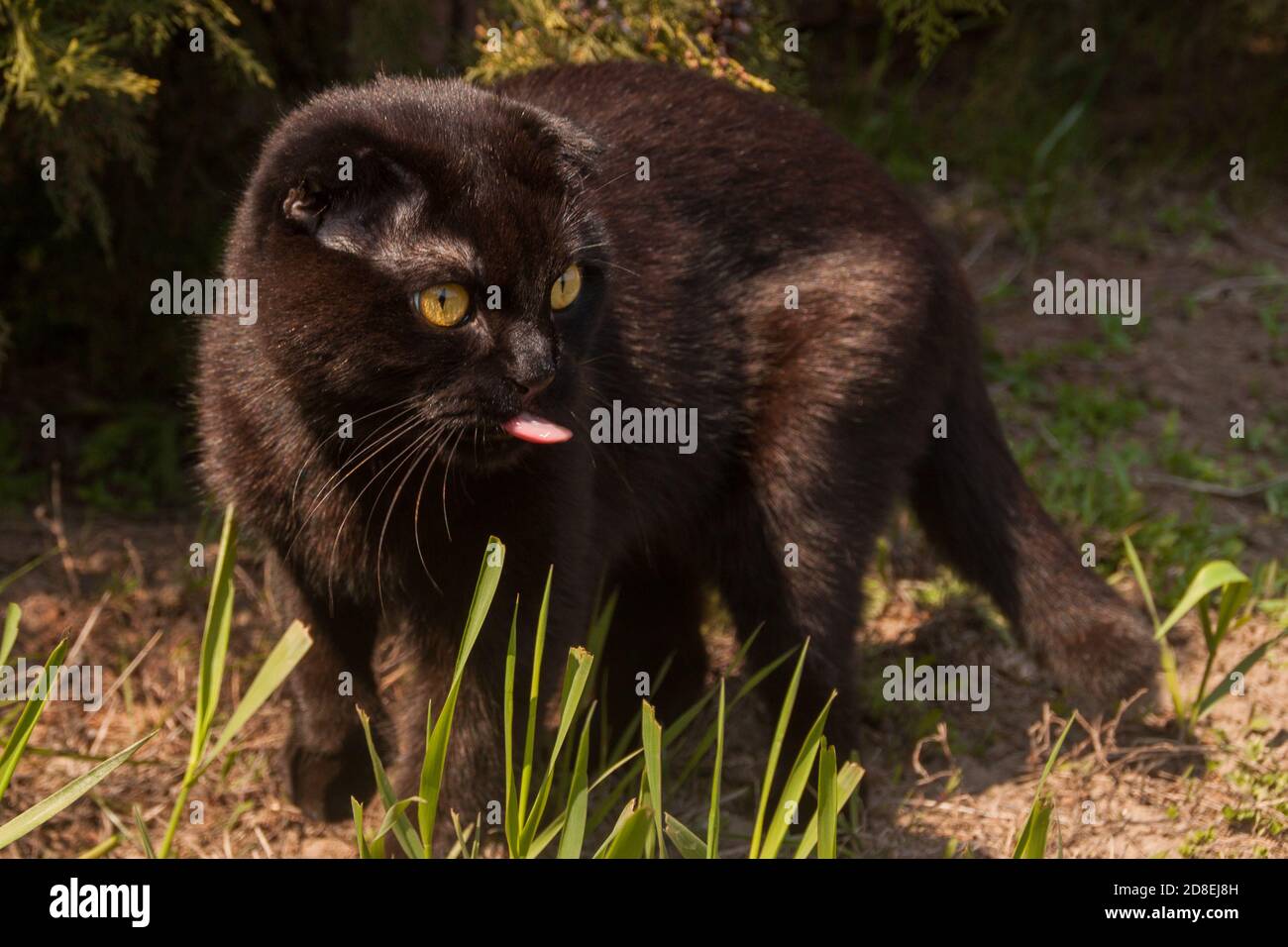 Cría de gatos fotografías e imágenes de alta resolución - Alamy