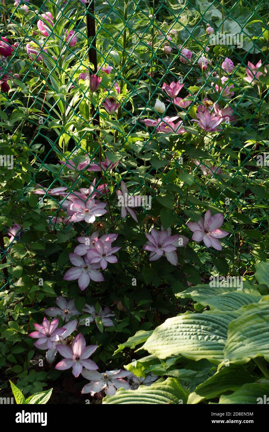 Hermosas flores de verano en un jardín vertical de jardinería. Muchas flores rosas de cerca. Flores Clematis variedades Omoshiro Foto de stock