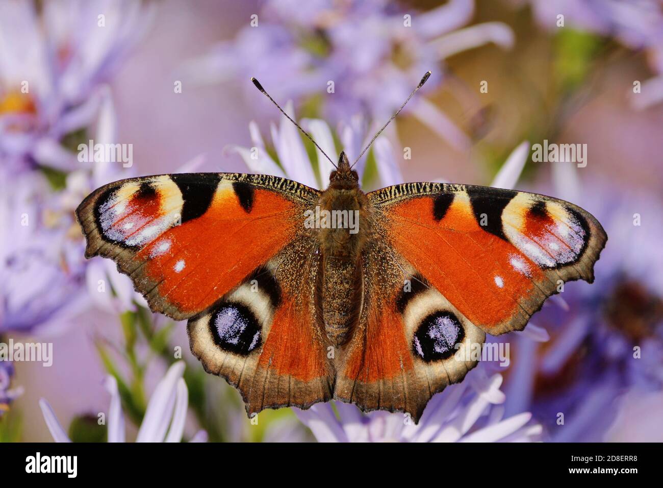 Ojo de pavo real de mariposa de color rojo-negro-lila de primer plano sobre flores púrpura con alas abiertas amplias en un soleado día de otoño. Foto de stock
