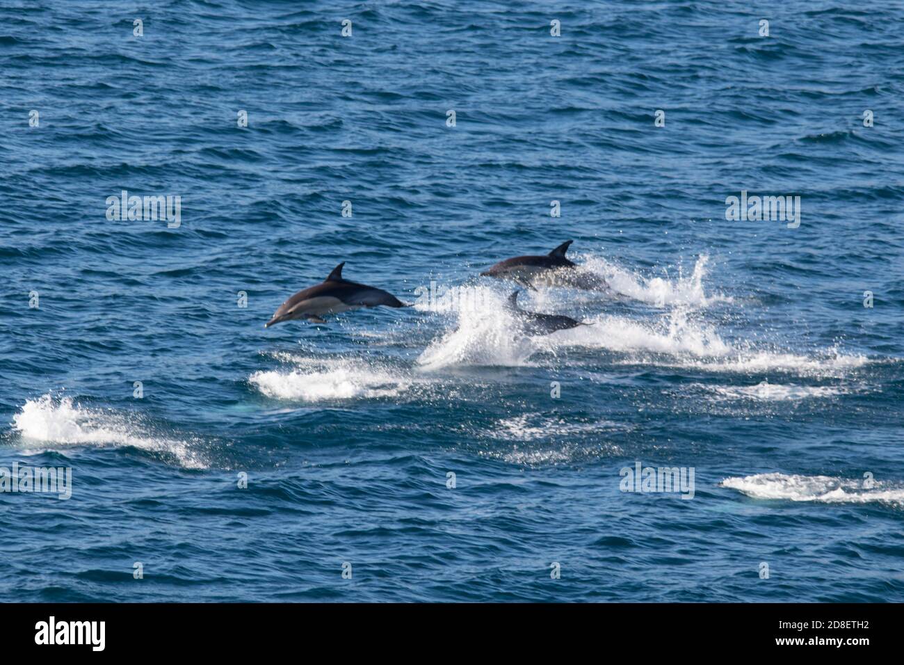 Un grupo de Delphinus delphis (Delphinus delphis) fotografiado en la costa neozelandesa. Foto de stock