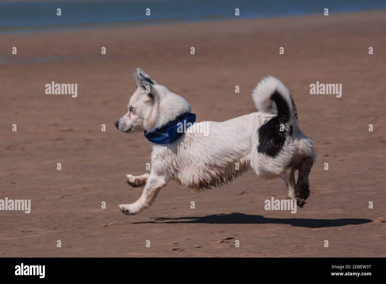 un pequeño perro blanco y negro en una bufanda corre a lo largo de la playa de arena sin tocar el suelo con su como si el cachorro estuviera volando Foto de stock
