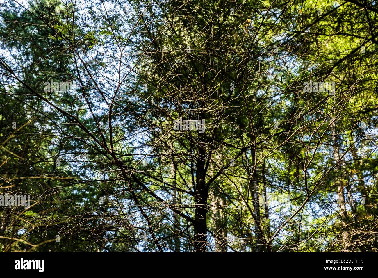Detalles de las ramas de los árboles finos en el bosque a lo largo del camino de los Lagos Gemelos en el Parque Estatal Moran, Isla Orcas, Washington, EE.UU. Foto de stock