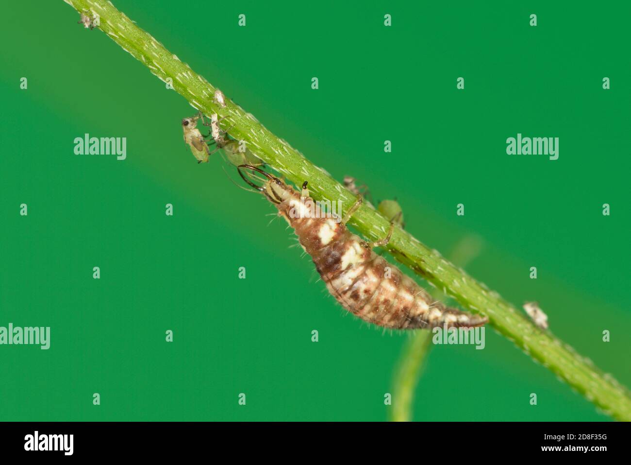 Aleta verde (Chrysoperla carnea), larva alimentándose en áfidos, Hill Country, Texas Central, EE.UU Foto de stock