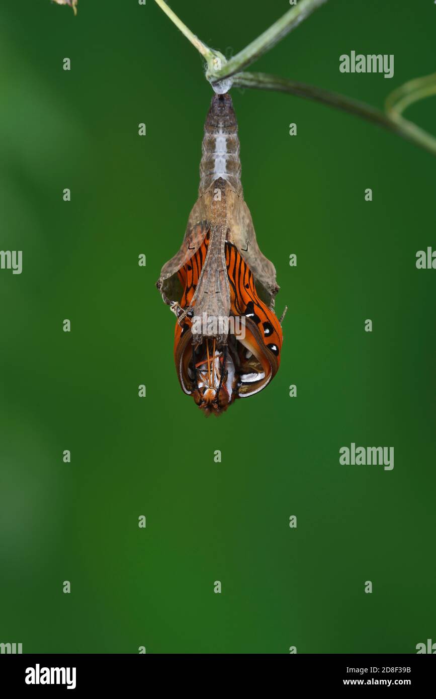 Gulf Fritillary (Agraulis vanillae), mariposa que emerge de chrysalis, serie, Hill Country, Texas Central, EE.UU Foto de stock