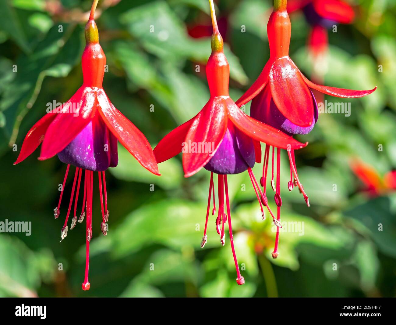 Hermosas flores de color rojo brillante y morado fucsia en un jardín,  variedad Sra. Popple Fotografía de stock - Alamy