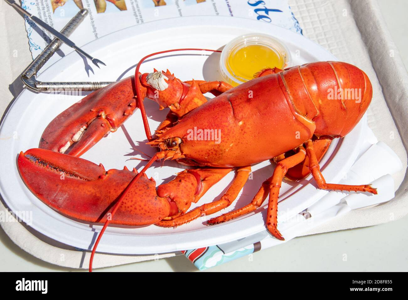 Langosta entera Quoddy Bay Lobster Restaurant, Eastport, Maine, Estados Unidos Foto de stock