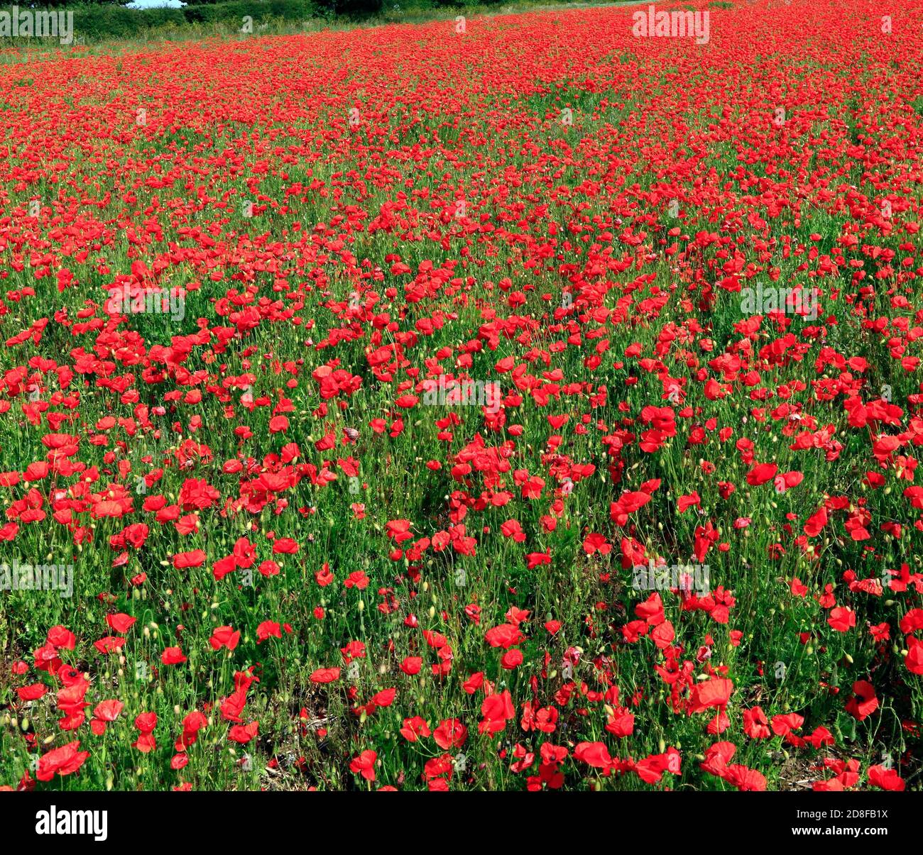 Amapolas de campo, rojo, flores silvestres, agrícola, paisaje, Norfolk, Inglaterra Foto de stock