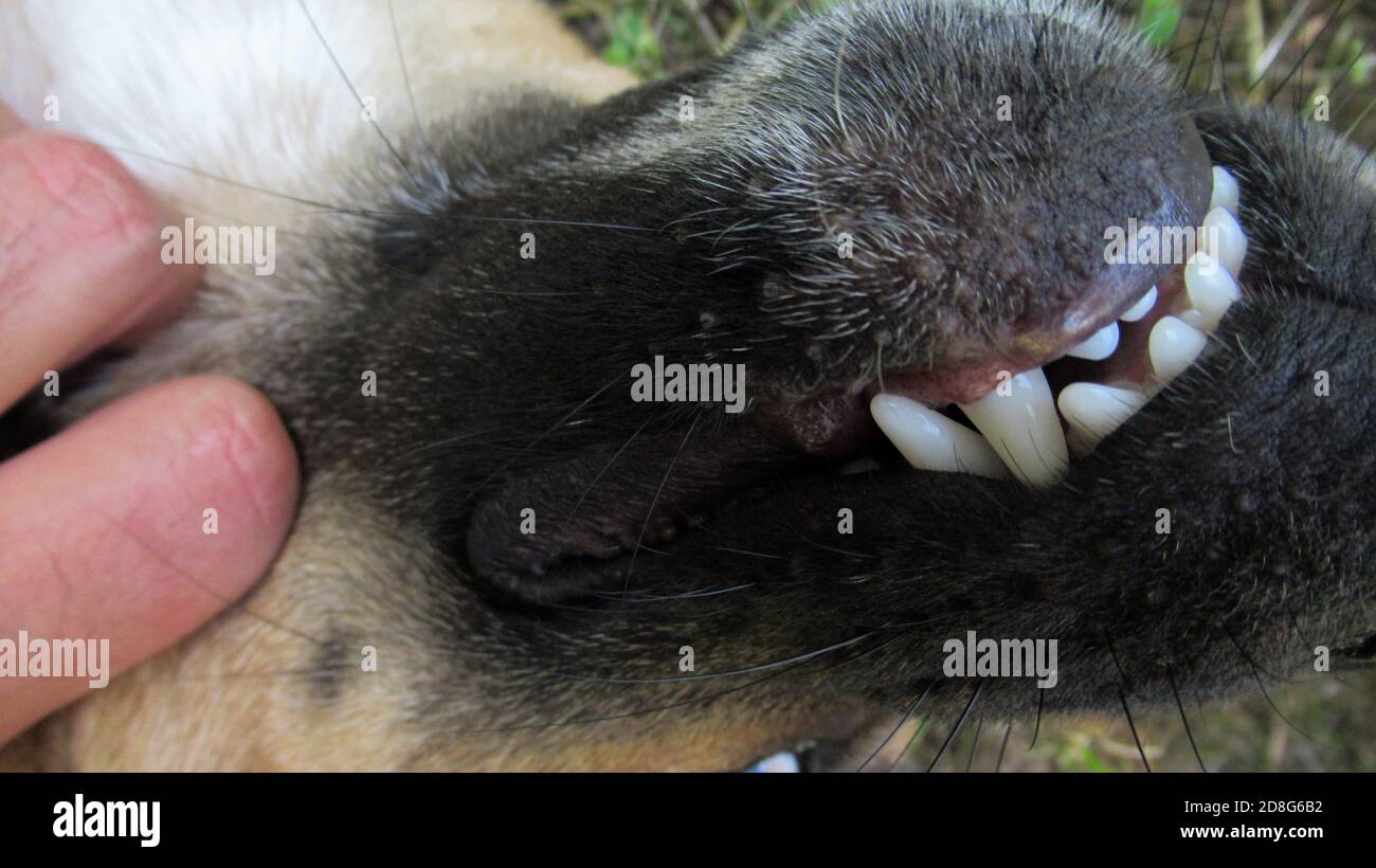 Primer plano de la boca abierta de un perro negro amarillo con dientes  blancos Fotografía de stock - Alamy