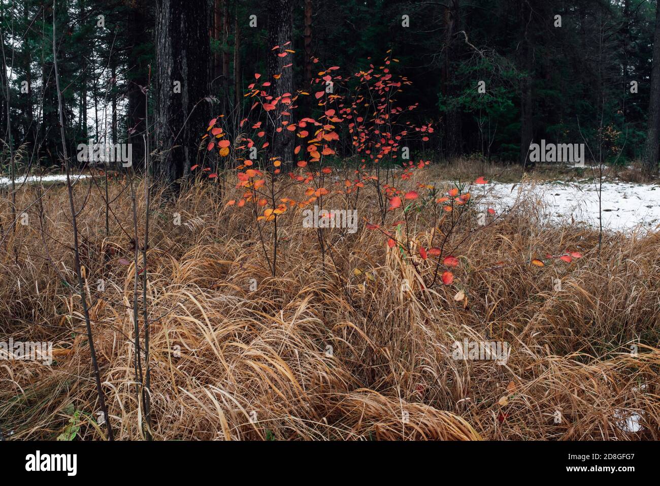 Colorido follaje otoñal en las ramas de los árboles a finales de otoño Foto de stock