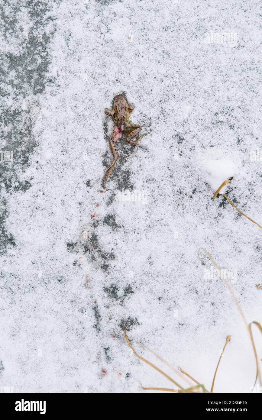 Rana muerta picada por aves en la superficie de un lago congelado. Foto de stock