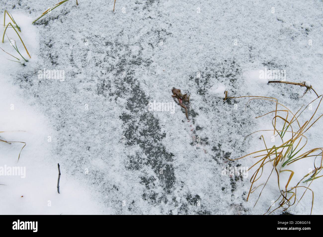 Rana muerta picada por aves en la superficie de un lago congelado. Foto de stock