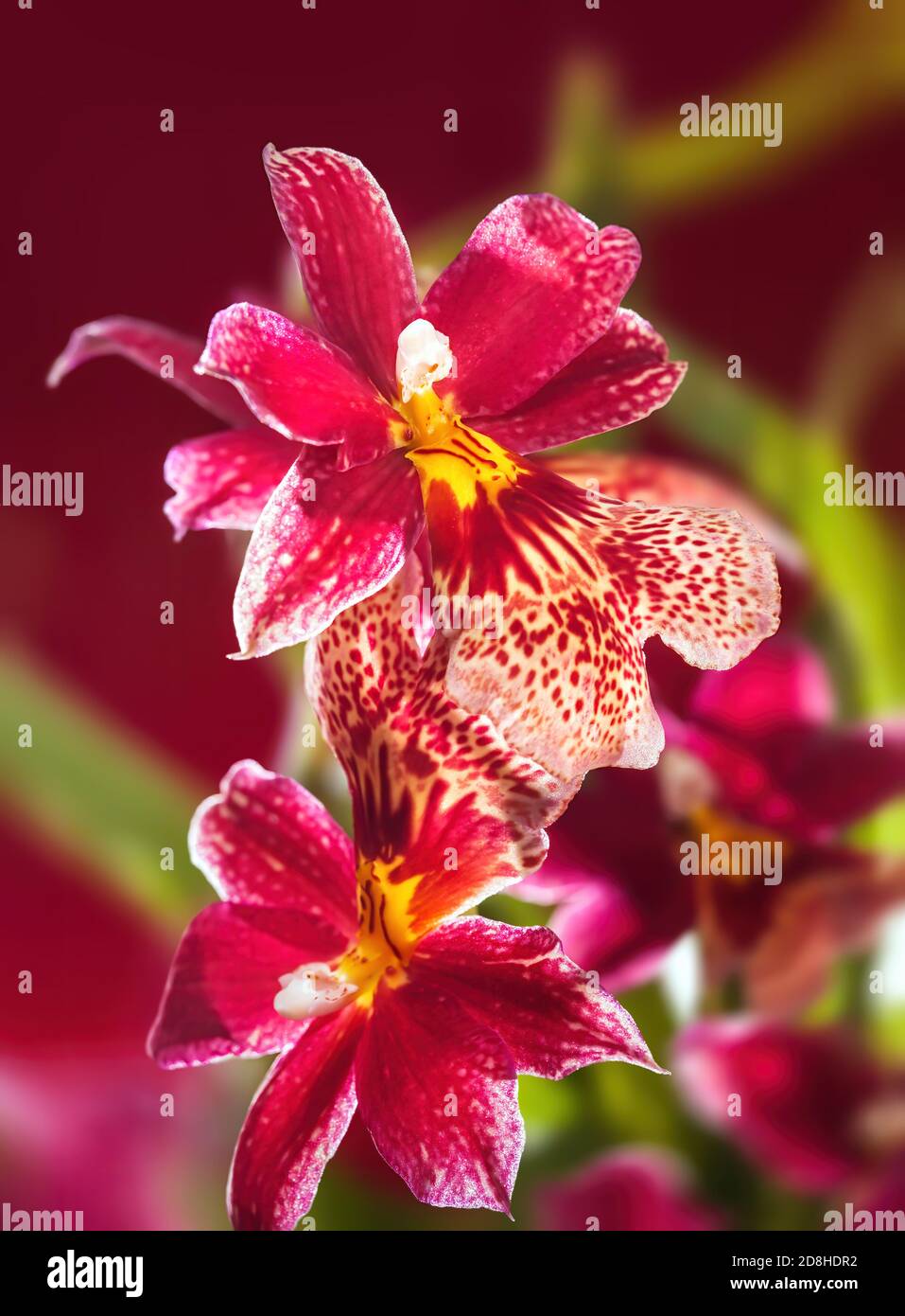 Hermosas flores rojas de la orquídea de Cambria. Un montón de flores de orquídeas rojas, amarillas y blancas tropicales de lujo Fotografía de stock - Alamy Hermosas flores rojas de la orquídea de Cambria. Un montón de flores de orquídeas rojas, amarillas y blancas tropicales de lujo Fotografía de stock - Alamy