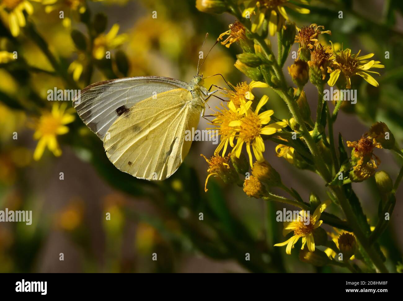 Macro fotografía de un par de especímenes de blanco grande, también llamado mariposa de repollo, blanco de repollo (Pieris brassicae), mariposa de la familia Pieridae Foto de stock