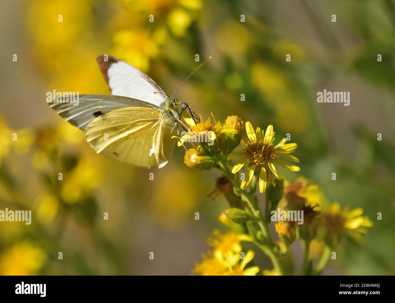 Macro fotografía de un par de especímenes de blanco grande, también llamado mariposa de repollo, blanco de repollo (Pieris brassicae), mariposa de la familia Pieridae Foto de stock
