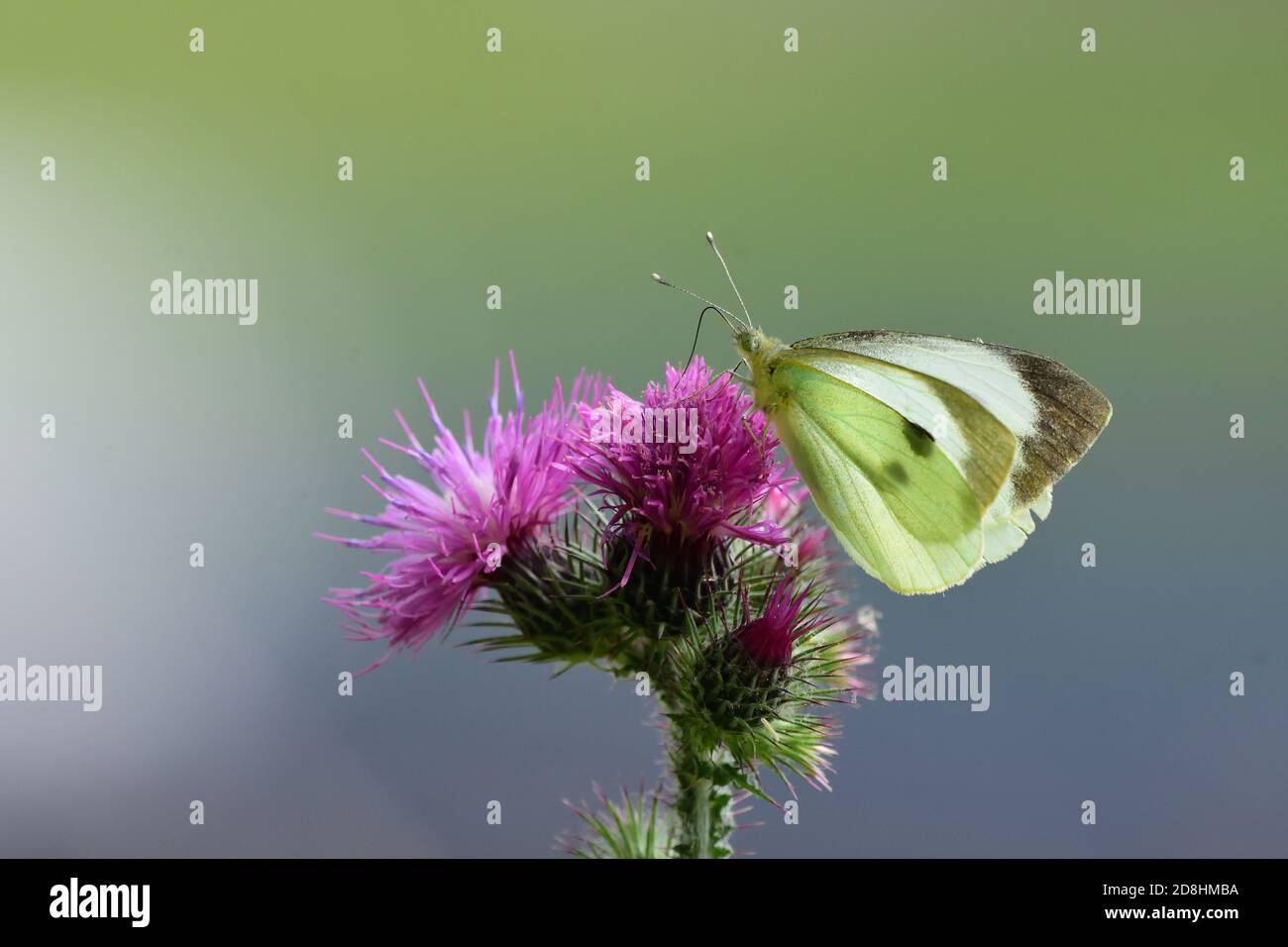 Macro fotografía de un par de especímenes de blanco grande, también llamado mariposa de repollo, blanco de repollo (Pieris brassicae), mariposa de la familia Pieridae Foto de stock