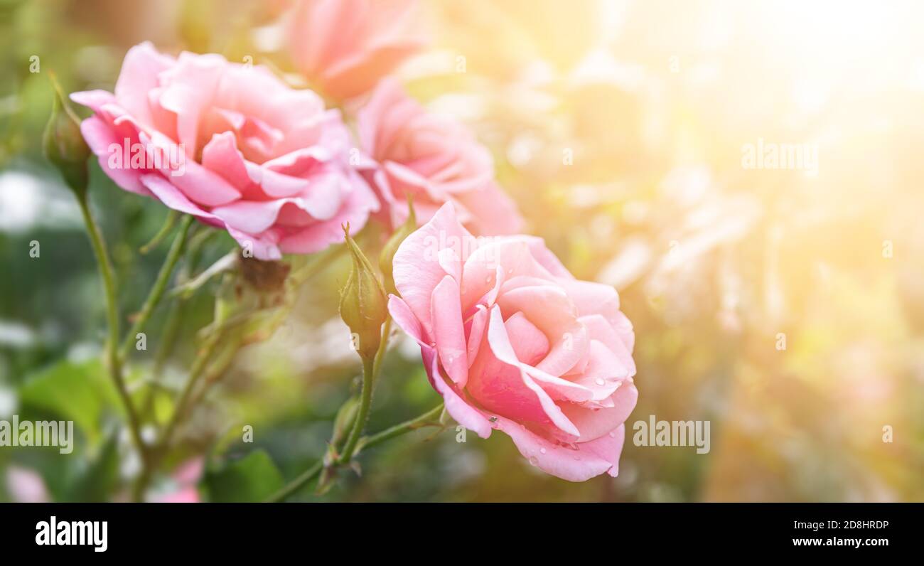 Fondo de naturaleza suave con rosas en flor. Hermosas flores de rosas en el  jardín. Imagen romántica floral Fotografía de stock - Alamy