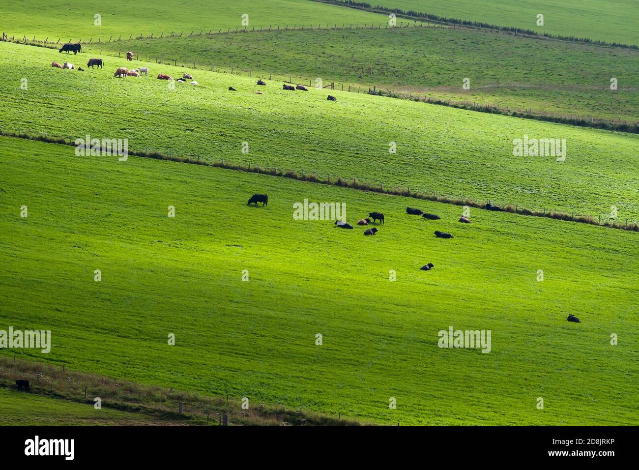 Campos verdes con vacas en Orkney Foto de stock