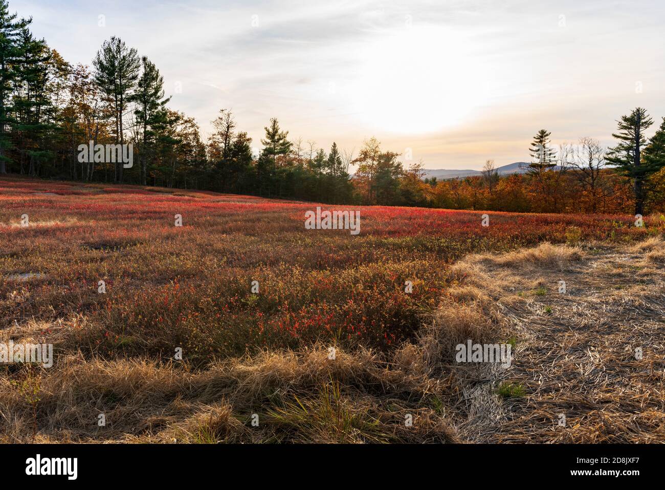 Maine Blueberry Field justo a la salida de Midcoast Maine en otoño con las montañas como el horizonte de fondo. El bajo sol destacó las hojas de arándanos rojos. Foto de stock