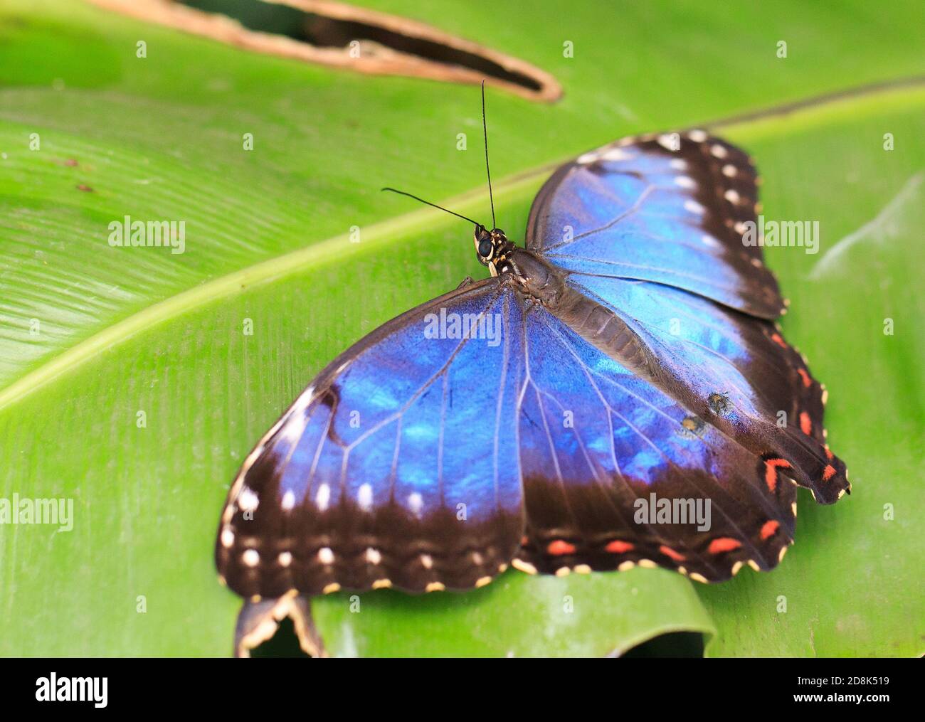 Hermosa mariposa de búho con alas azules extendidas mientras descansaba una hoja verde vibrante Foto de stock