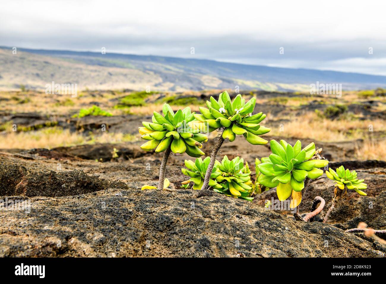 La planta de la playa Naupaka scaevola taccada creciendo en lava volcánica negra cerca de la costa en la Isla Grande de Hawai. Foto de stock