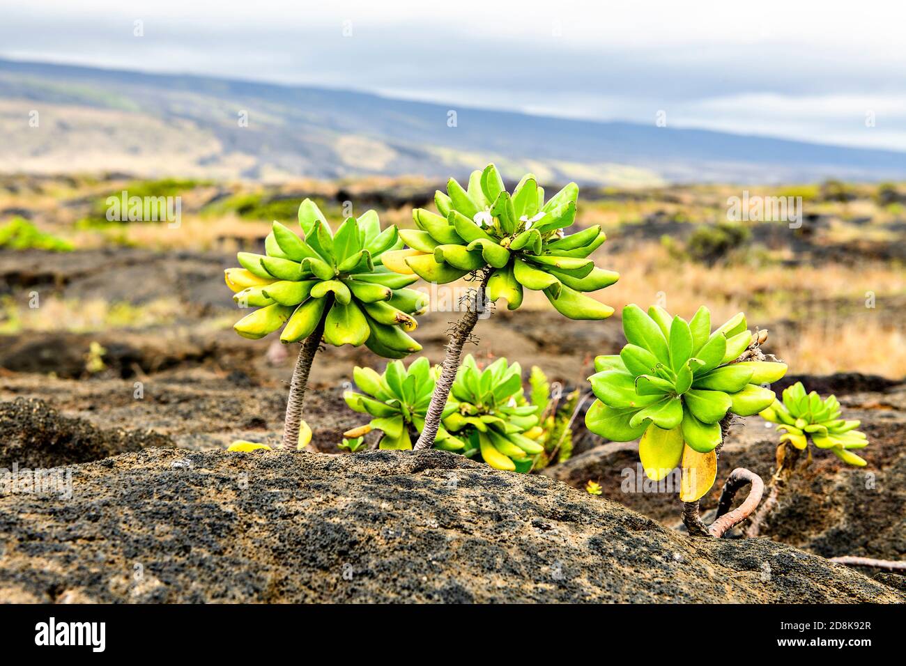 La planta de la playa Naupaka scaevola taccada creciendo en lava volcánica negra cerca de la costa en la Isla Grande de Hawai. Foto de stock