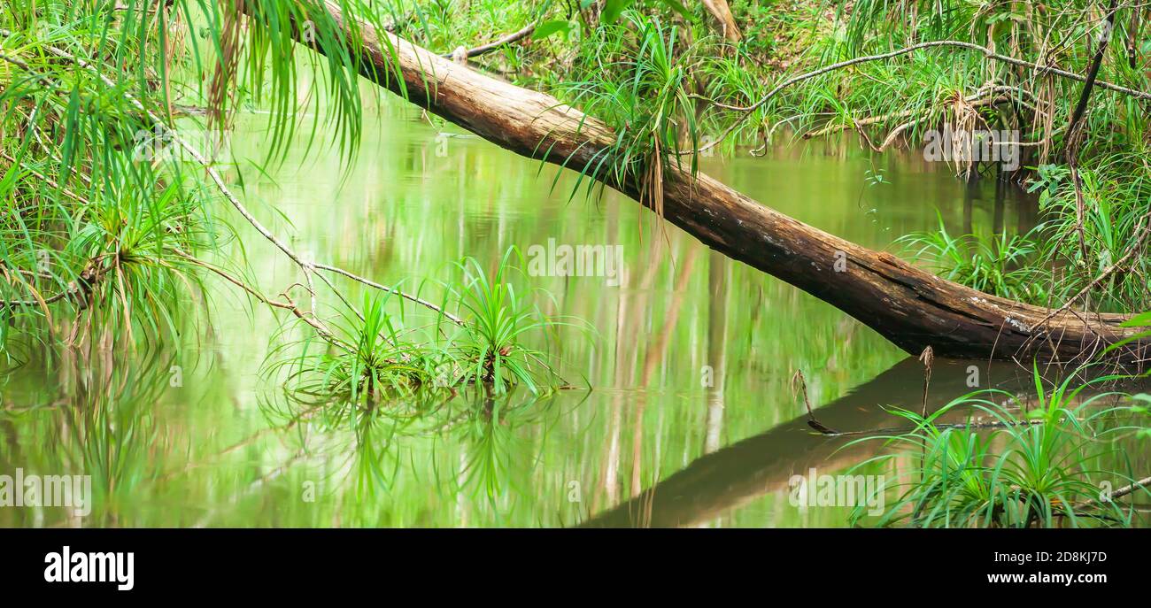pura cala tropical y viejo tronco en un bosque de tierras bajas, la forma artística de verde Pandanus deja el reflejo en la superficie de la cala. Tailandia y la frontera de Laos. Foto de stock