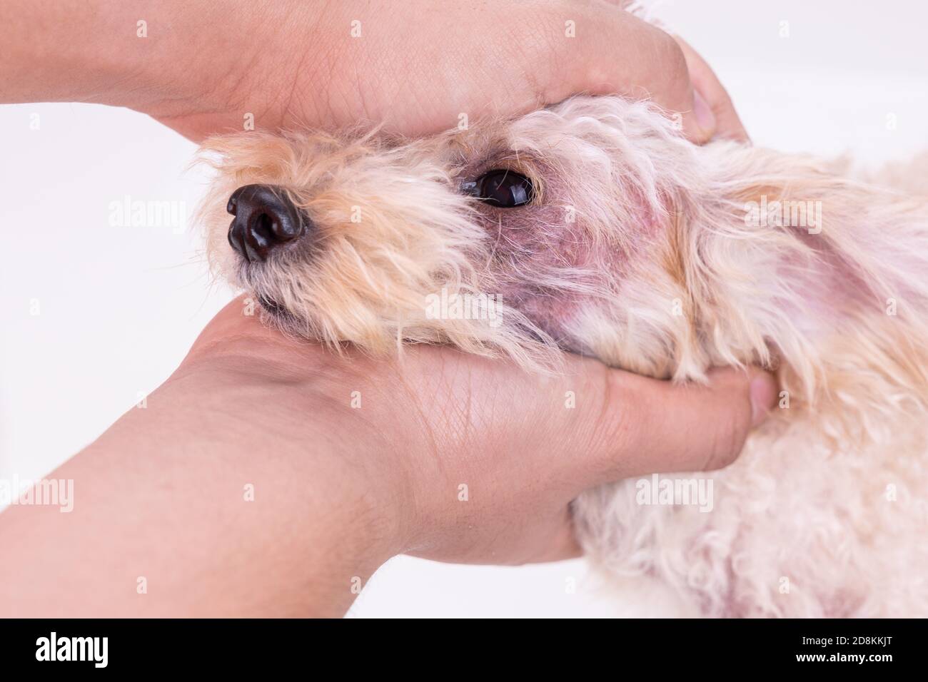 Veterinario inspeccionando el perro con irritación de la piel con levadura, infección por hongos Foto de stock