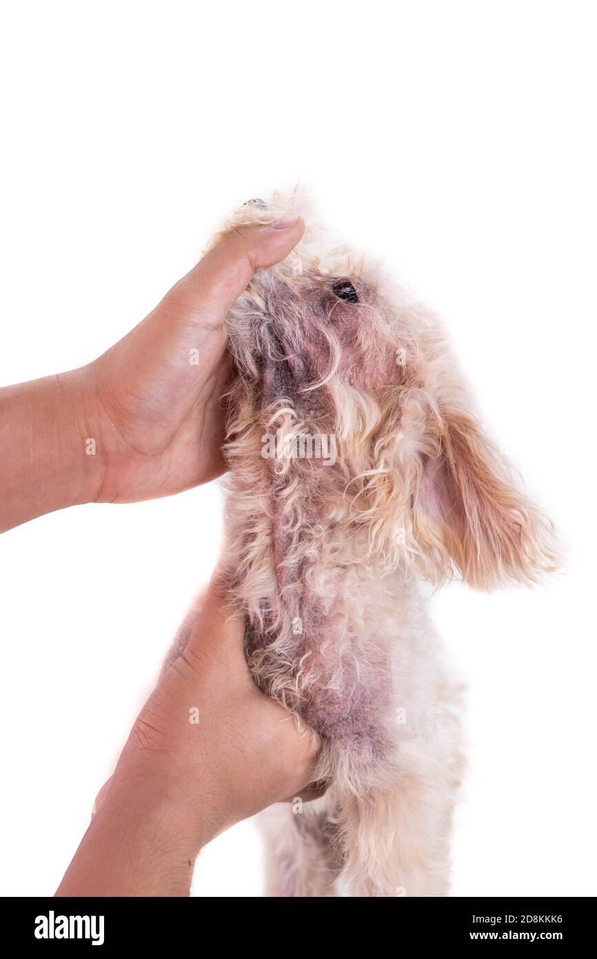 Veterinario inspeccionando el perro con irritación de la piel con levadura,  infección por hongos Fotografía de stock - Alamy
