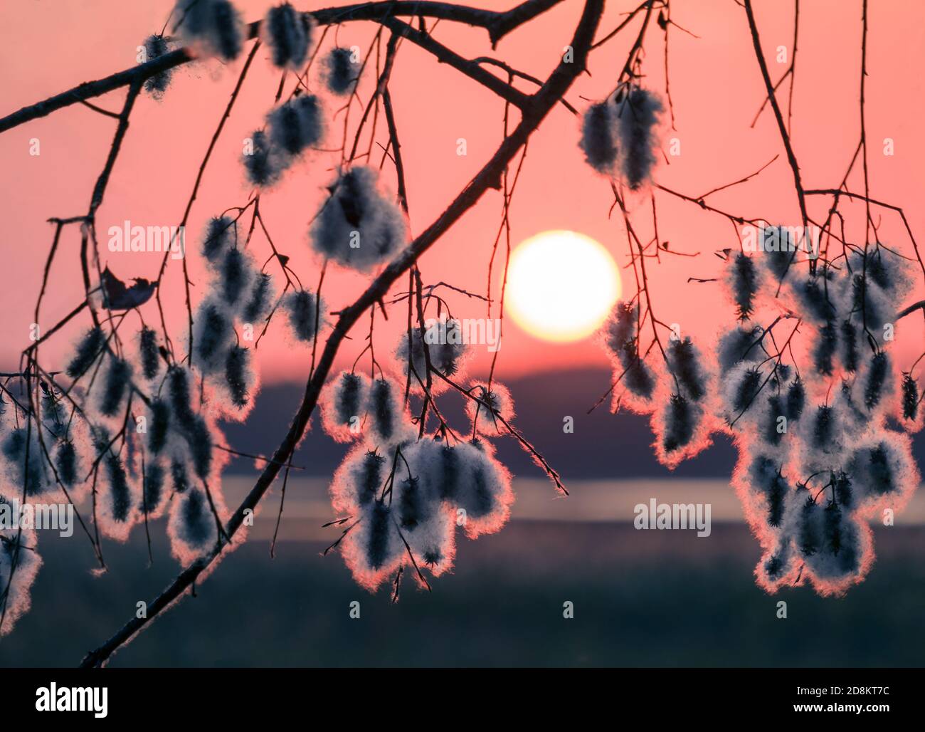 Puesta de sol de humor con cerca de ramas de árboles en otoño Tarde en Finlandia Foto de stock