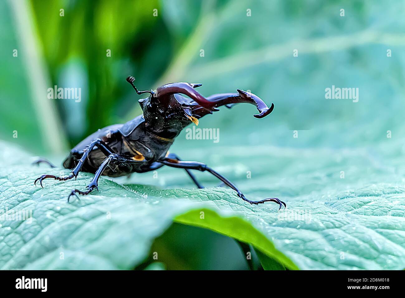 Un escarabajo grande de ciervo (Lucanus cervus) se sienta en una hoja verde grande. Un insecto sentado en la hierba (escarabajo de ciervo). Insecto europeo raro. Foto de stock