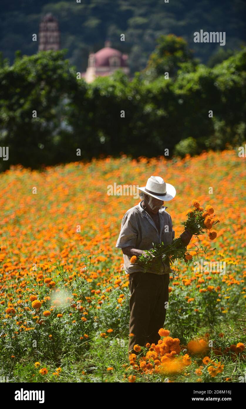 NAOLINCO, MÉXICO - 29 DE OCTUBRE: Un agricultor cosechando flor de  Cempasuchil para vender en los mercados, estas flores son típicas en la  temporada del día de los muertos y se utilizan